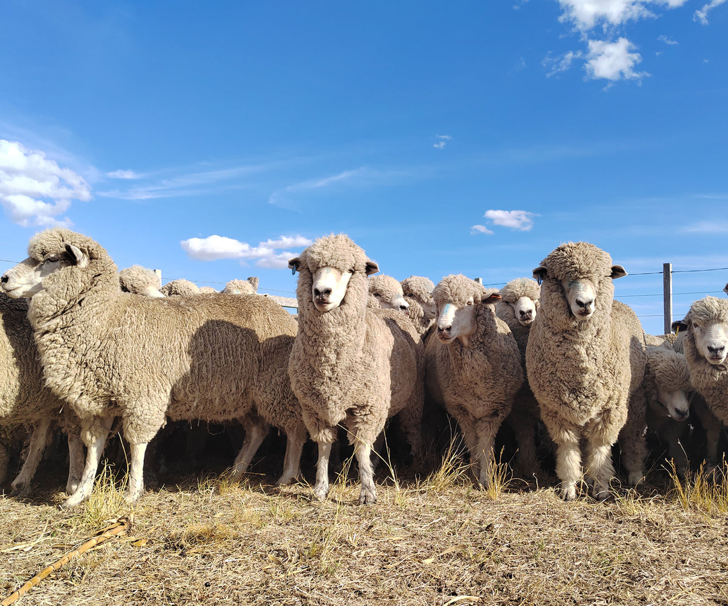 NATIVA-merinovilla | Eläinten hyvinvointi